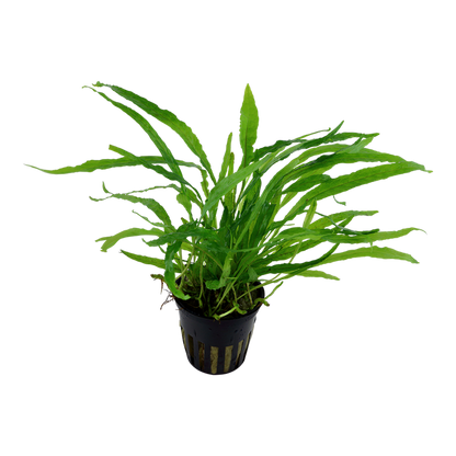 TROPICA MICROSORUM NARROW