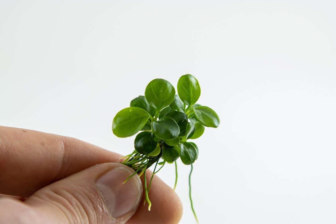 TROPICA ANUBIAS MINI COIN