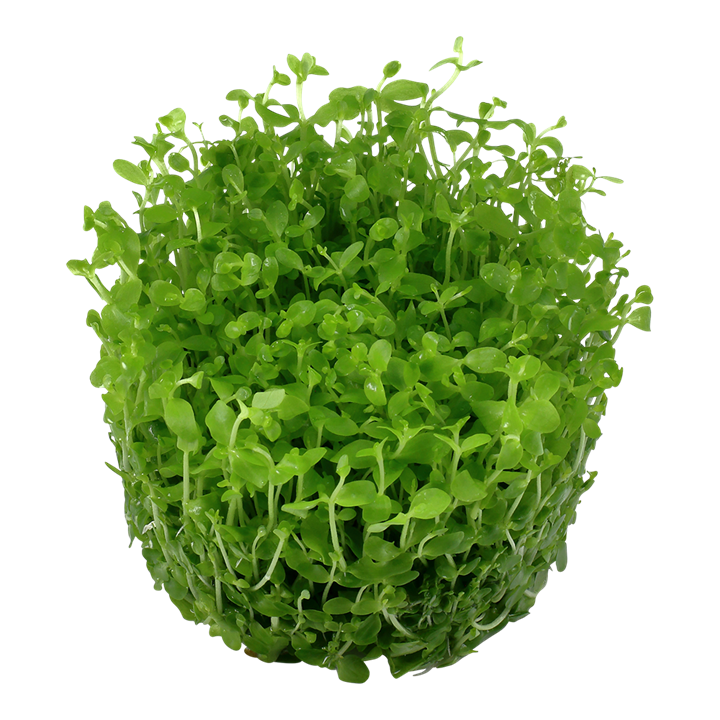 TROPICA MICRANTHEMUM MONTE CARLO