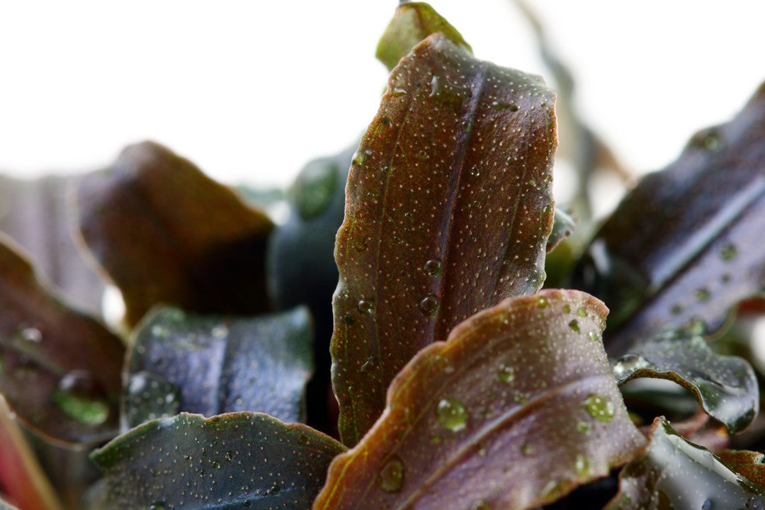 TROPICA BUCEPHALANDRA KEDAGANG