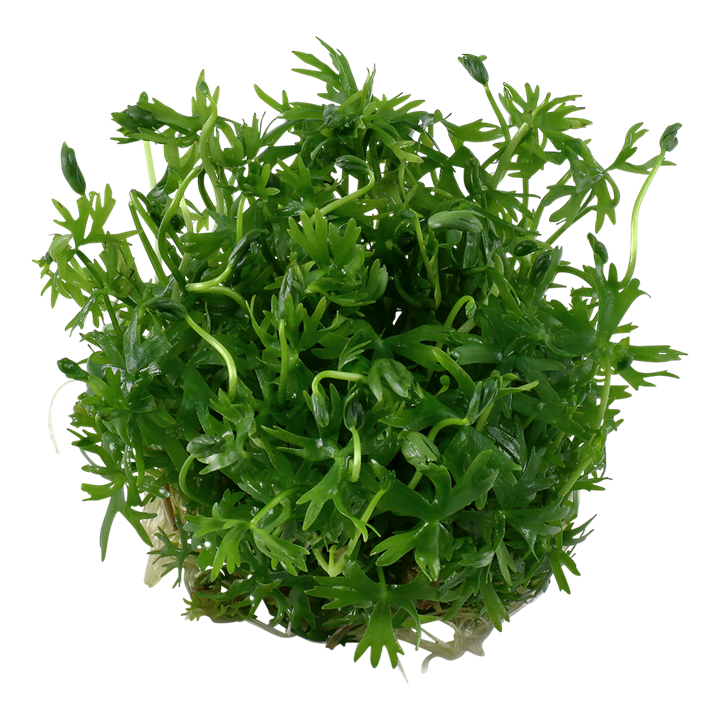 TROPICA RANUNCULUS INUNDATUS