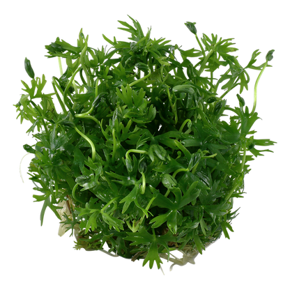 TROPICA RANUNCULUS INUNDATUS