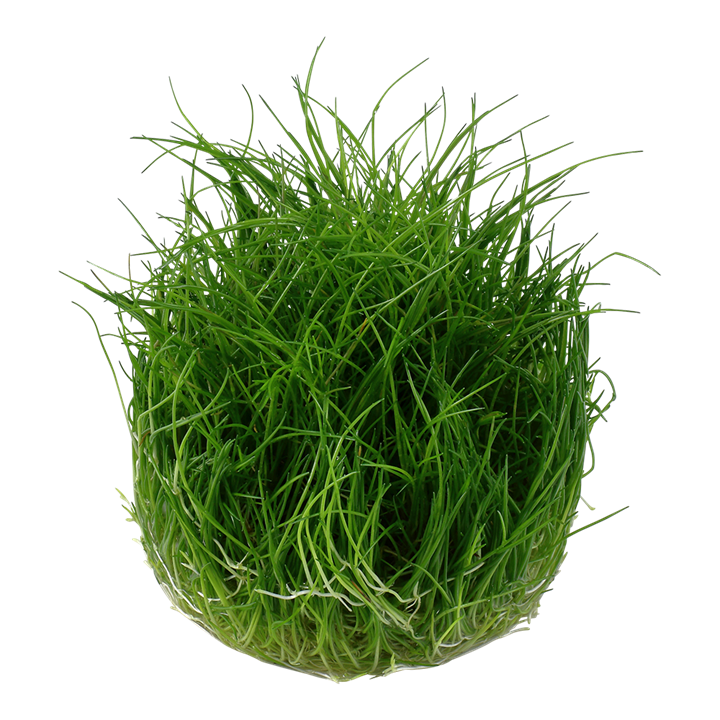 TROPICA ELEOCHARIS PUSILLA 'Mini'