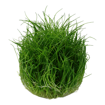 TROPICA ELEOCHARIS PUSILLA 'Mini'