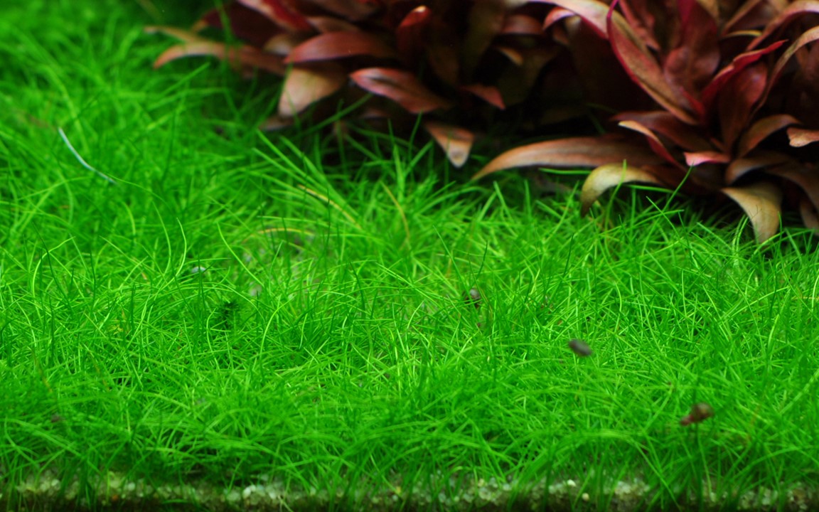 TROPICA ELEOCHARIS PUSILLA 'Mini'