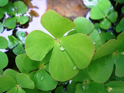 MARSILEA CRENATA POT PLANT