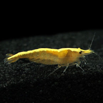 YELLOW GOLDLINE SHRIMPS 1.5cm