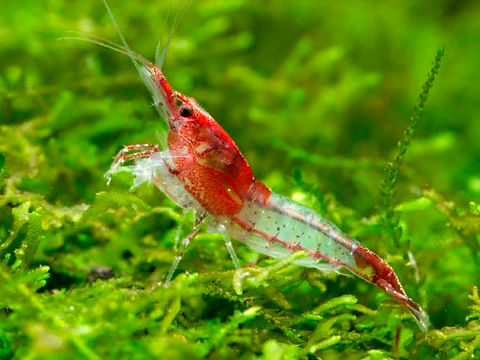 RILI SHRIMPS 1.5cm