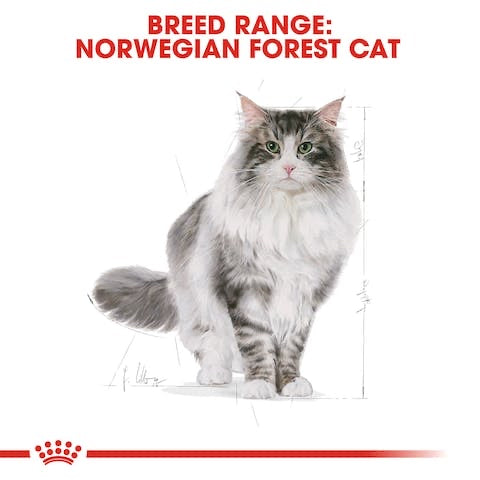 ROYAL CANIN NORWGIAN FOREST ADULT 2KG