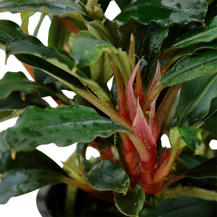 TROPICA BUCEPHALANDRA SP RED