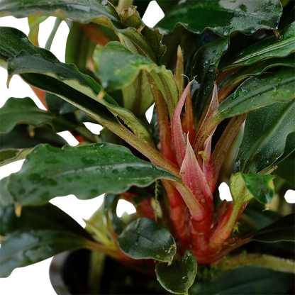 TROPICA BUCEPHALANDRA SP RED