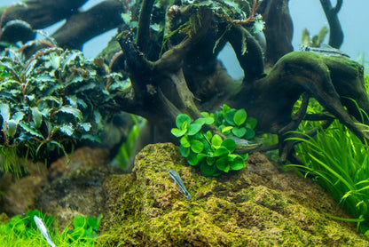 TROPICA ANUBIAS MINI COIN