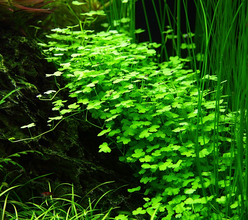 TROPICA HYDROCOTYLE TRIPARTITA