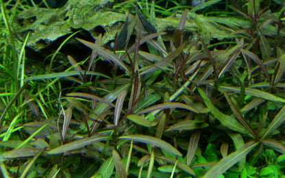 TROPICA HYGROPHILA LANCEA