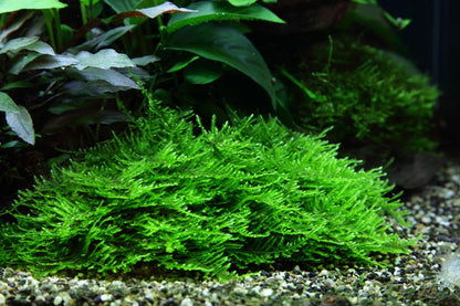 TROPICA TAXIPHYLLUM SPIKY