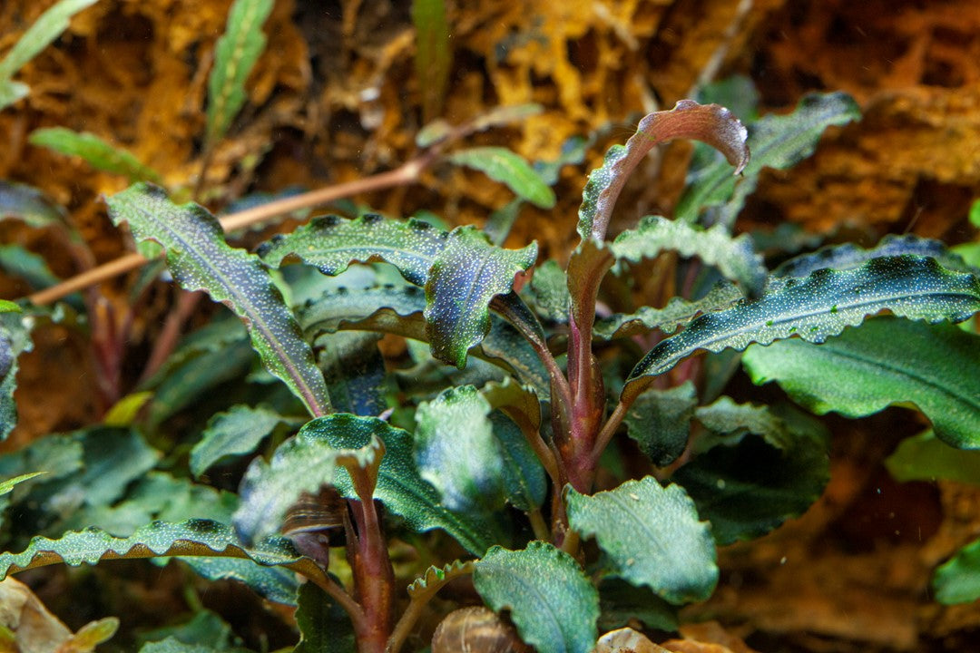 TROPICA BUCEPHALANDRA KEDAGANG