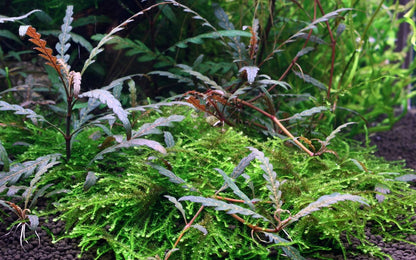 TROPICA HYGROPHILA PINNATIFIDA