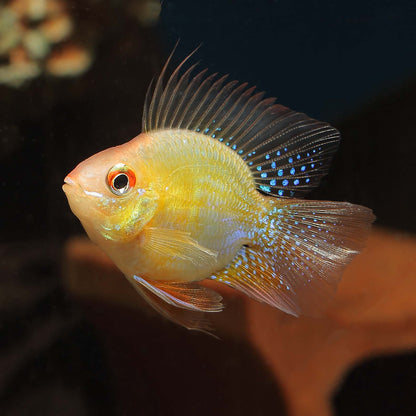 RAMIREZI FISH