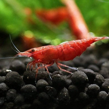 CHERRY RED SHRIMPS