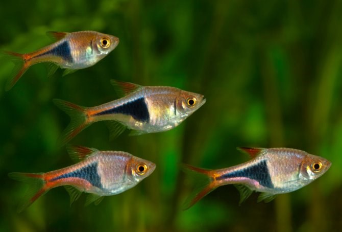 HARLEQUIN RASBORA 2cm