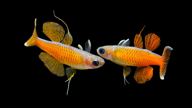 Red Neon Blue Eye Rainbow Fish 2-3cm