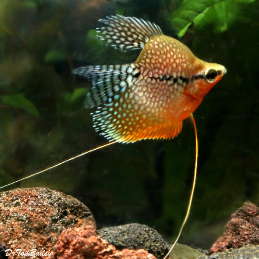 PEARL BALOON GOURAMI 3.5-5cm