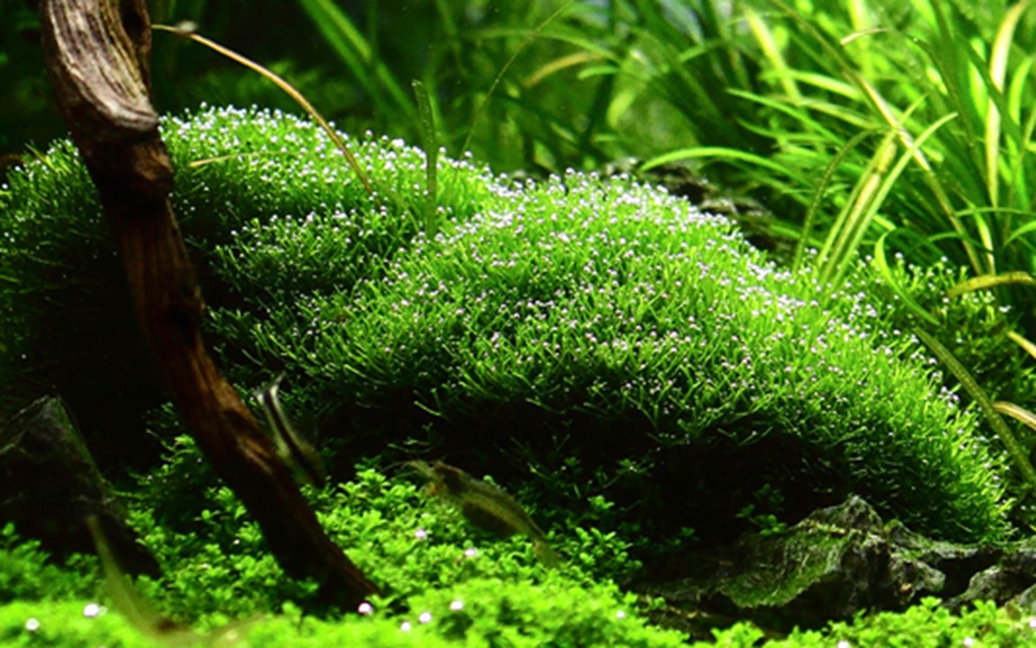 TROPICA RICCIA FLUITANS