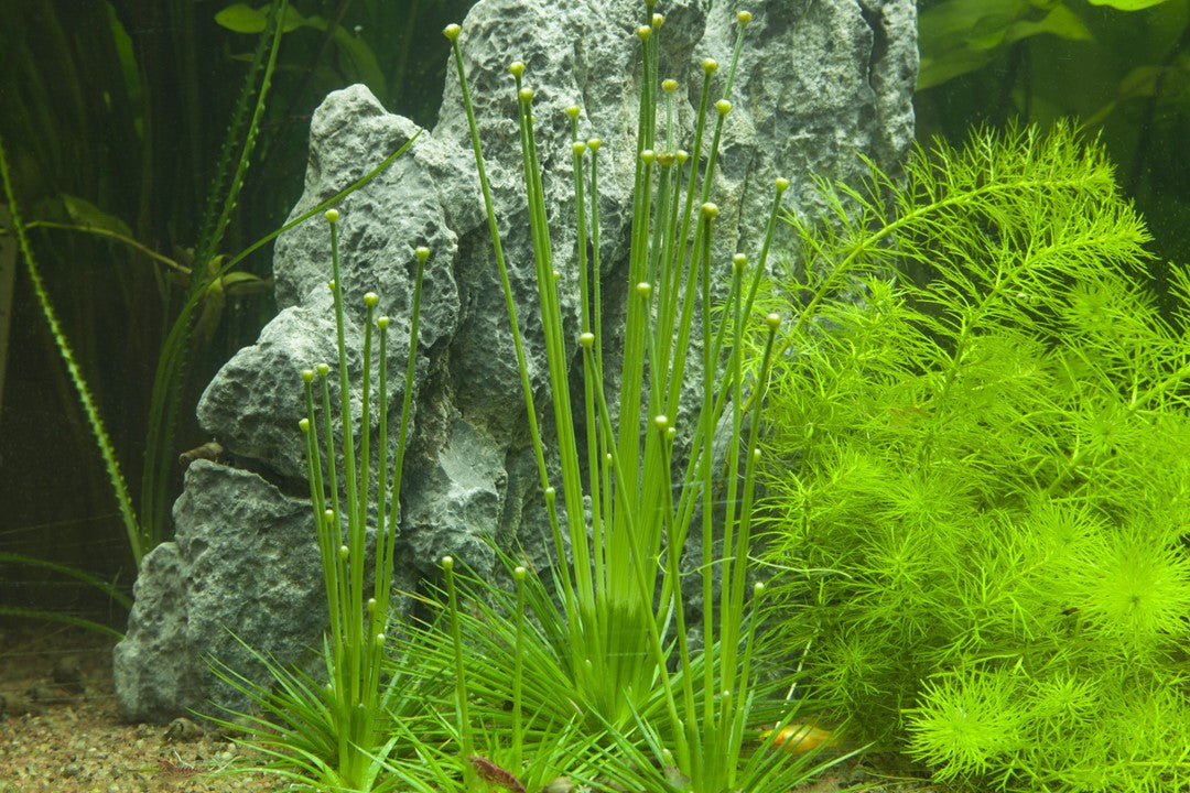 TROPICA ERIOCAULON CINEREUM