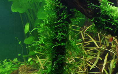 TROPICA TAXIPHYLLUM SPIKY