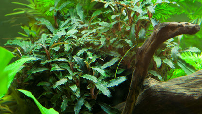 TROPICA BUCEPHALANDRA SP RED