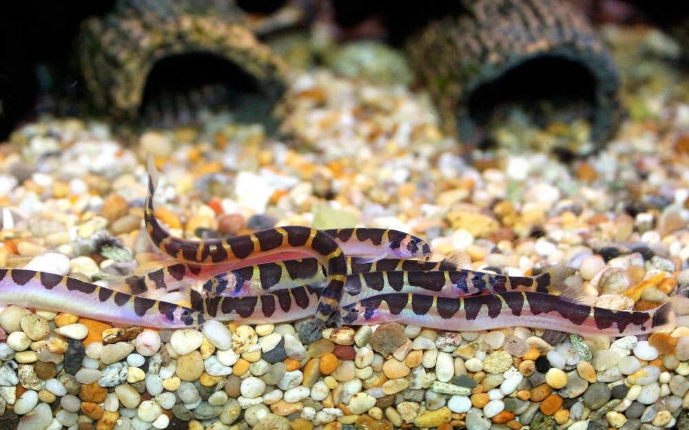 KUHLI LOACH GOLDEN DREAM AQUARIUM