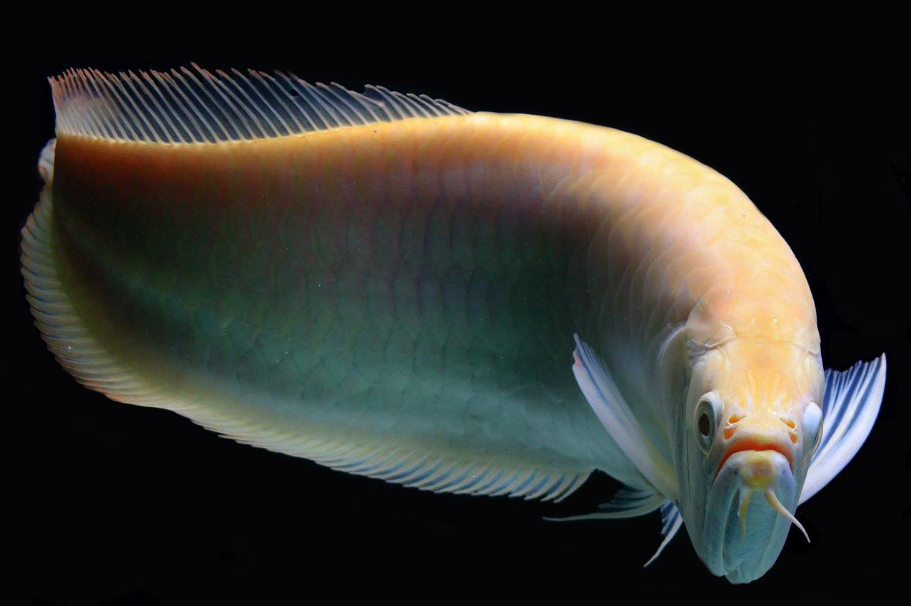 ALBINO AROWANA 18cm-20cm