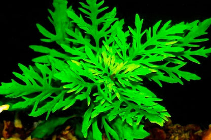 HYGROPHILA DIFFORMIS POT PLANT