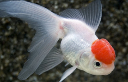 RED CAP ORANDA