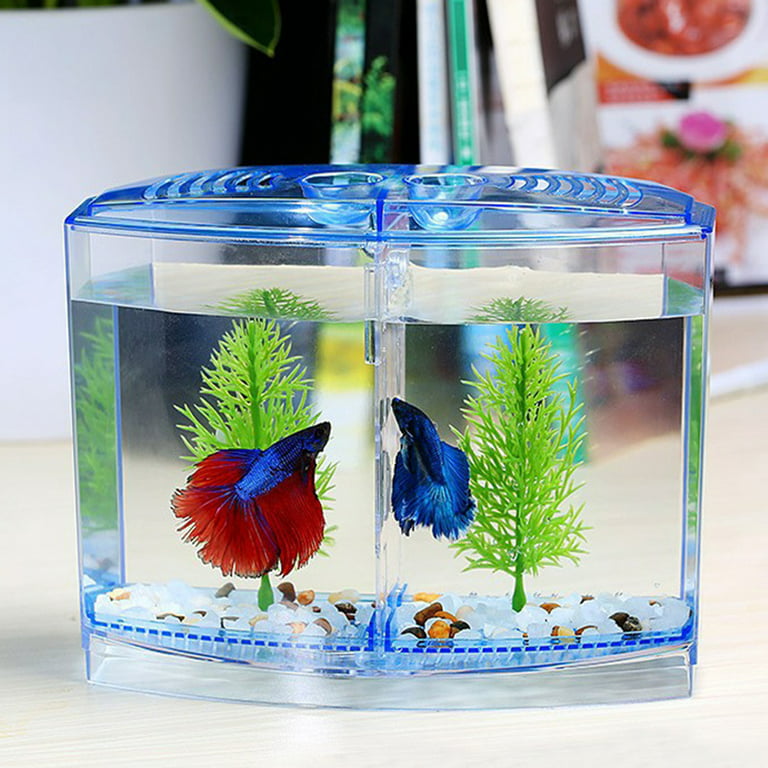 BETTA BOX – GOLDEN DREAM AQUARIUM