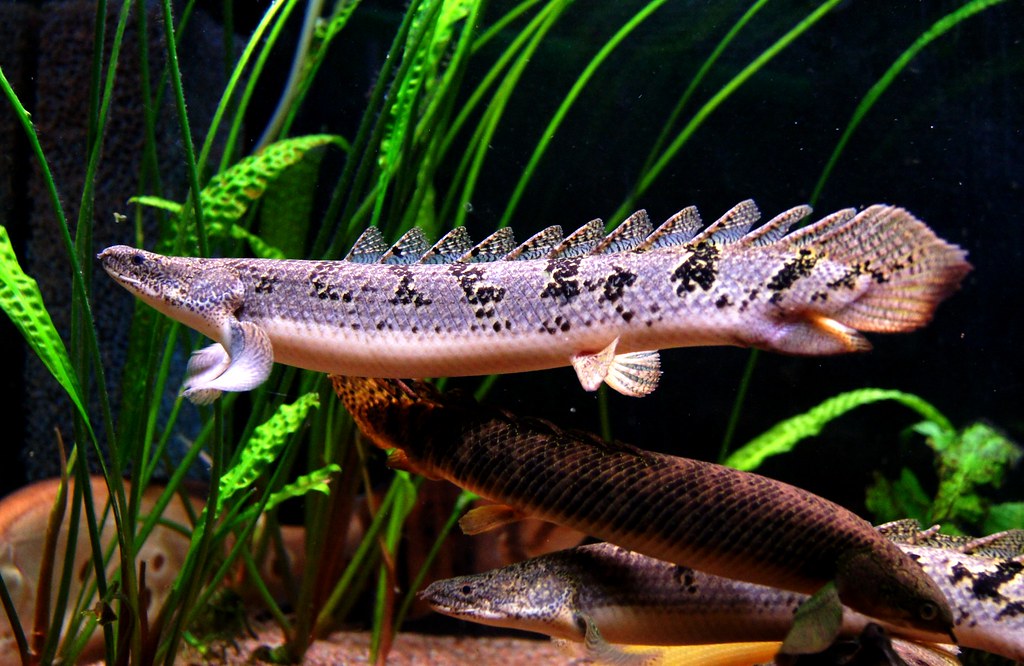 TIGER BICHIR 15-18cm