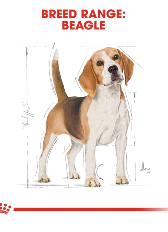 ROYAL CANIN BEAGLE ADULT 3KG