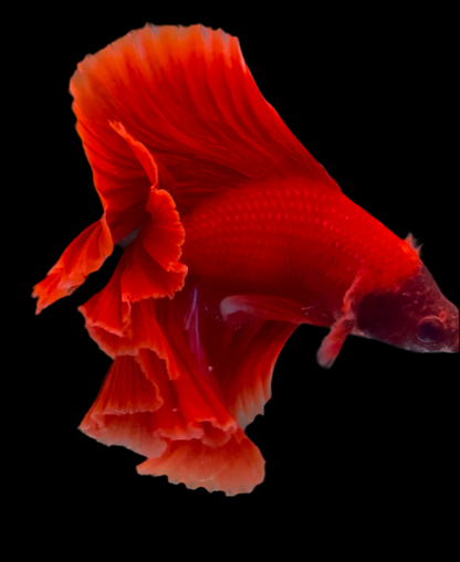 FULLMOON RED BETTA