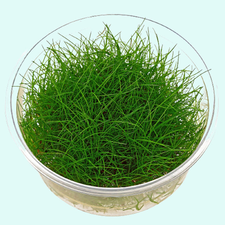 ELEOCHARIS MINI GRASS TISSUE CULTURE CUP PLANT