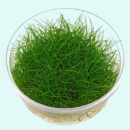 ELEOCHARIS MINI GRASS TISSUE CULTURE CUP PLANT