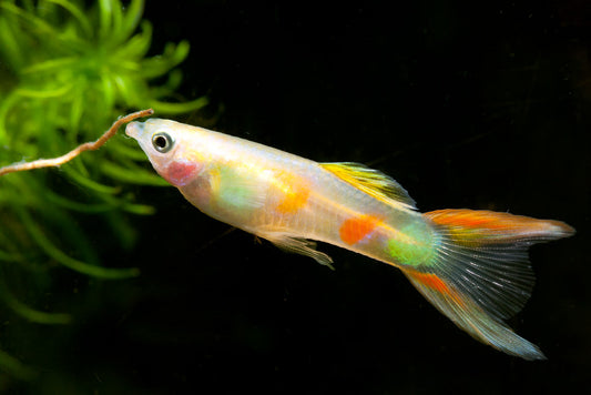 LYRETAIL GUPPY MALE