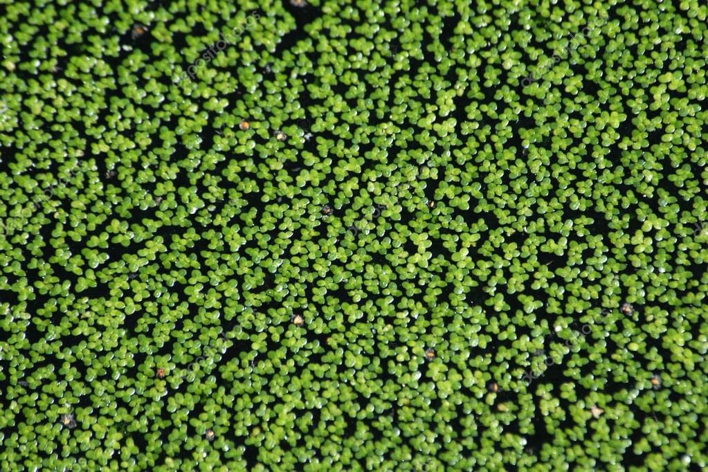 Duckweed Floating Plant