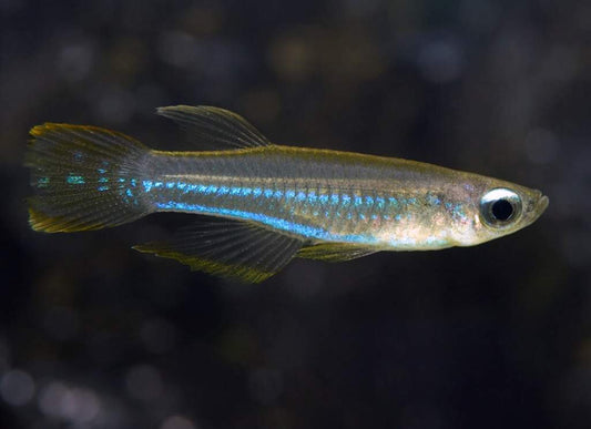 Lamp Eye Tetra