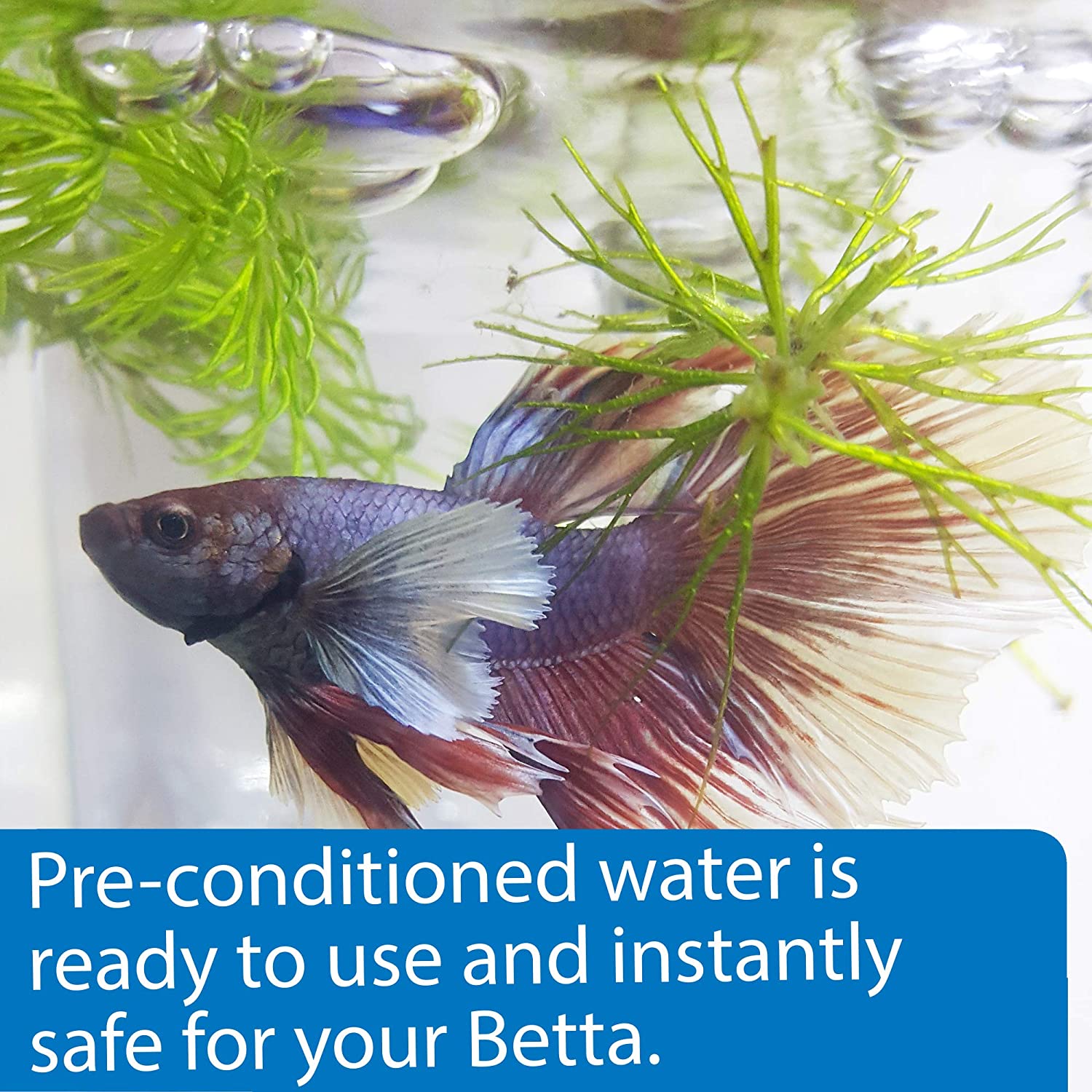 Betta water care best sale