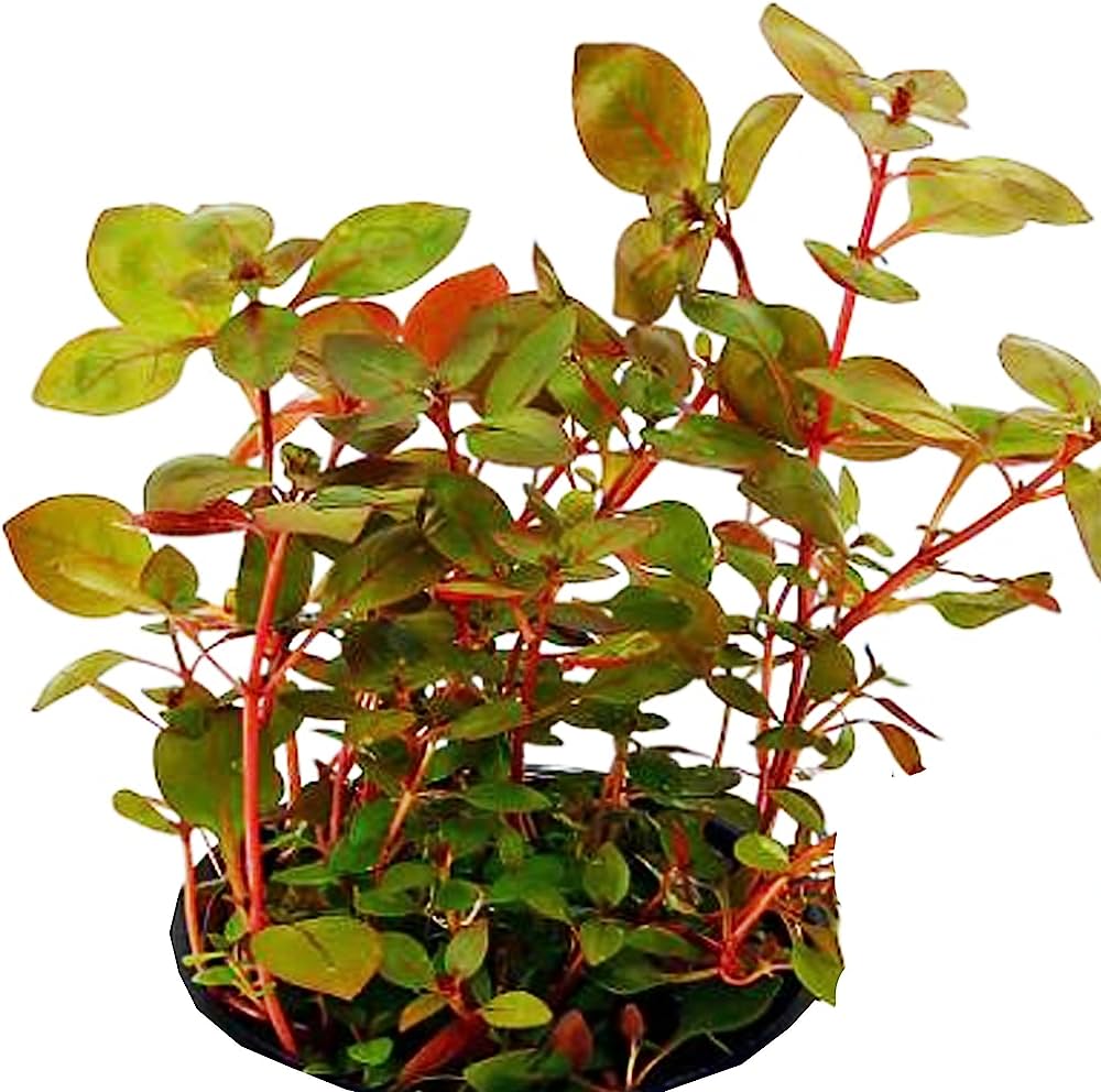 LUDWIGIA SUPER RED