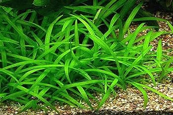 SAGGITARIA SUBULATA POT PLANT