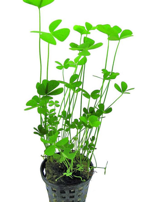 MARSILEA CRENATA POT PLANT