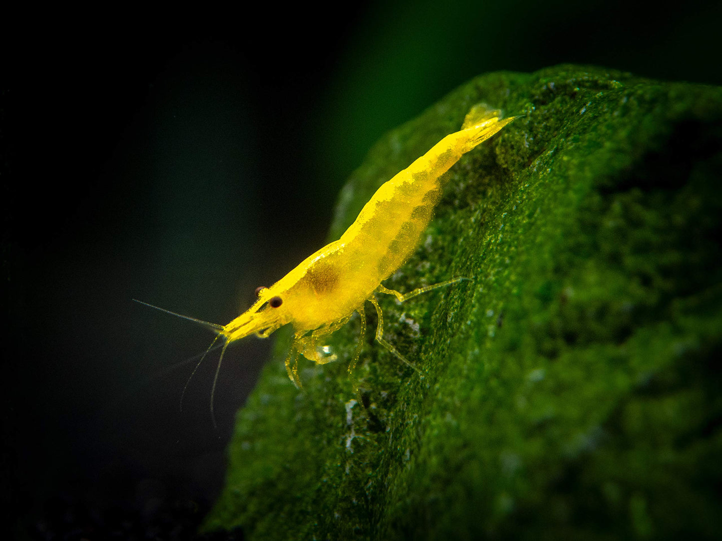 YELLOW GOLDLINE SHRIMPS 1.5cm