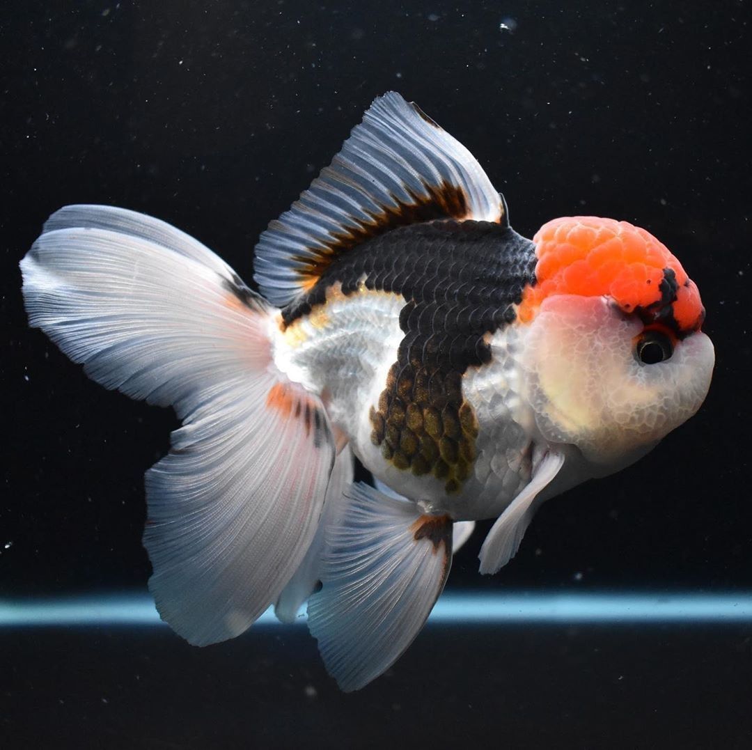 Oranda aquarium shop