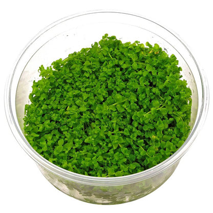 MONTECARLO TISSUE CULTURE CUP PLANT